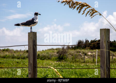 Seagull predicato su un palo da recinzione Ocracoke Island Outer Banks NC Foto Stock