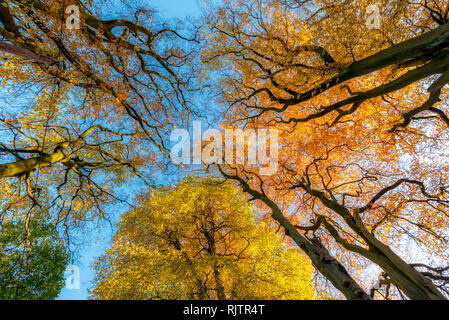 A basso angolo, il worm-eye di autunno treetops nel bosco del Regno Unito. Foto Stock