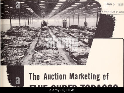 . L'asta alla commercializzazione di tabacco " flue cured " : una valutazione preliminare. Il tabacco marketing cooperativo. MARKETING Research Report n. 101 B L ! ^ 1 â "" 5 1956 NT di AGRICULTUHt Bis. DEPARTME k; W3^.. io h. L'asta alla commercializzazione di tabacco " flue cured " UNA VALUTAZIONE PRELIMINARE DEL DIPARTIMENTO DELL'AGRICOLTURA DEGLI STATI UNITI LA COMMERCIALIZZAZIONE AGRICOLA SERVICE â ¢ Washington, D. C. SEPTEIVIBER 1955. Si prega di notare che queste immagini vengono estratte dalla pagina sottoposta a scansione di immagini che possono essere state migliorate digitalmente per la leggibilità - Colorazione e aspetto di queste illustrazioni potrebbero non perfettamente assomigliano al Foto Stock