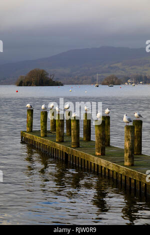 Gabbiani seduti sul pontile posti, Bowness on Windermere, Lake District, Cumbria, Inghilterra Foto Stock