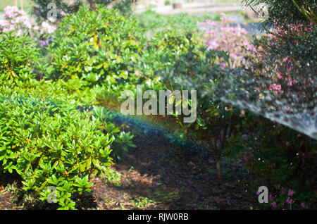 Arcobaleno colorato realizzato dall'acqua scende da un irrigatore nel verde di un giardino di primavera in una giornata di sole Foto Stock