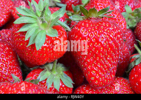 Macro shot di fragole coltivate su una pila Foto Stock