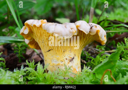 Macro shot di parte edibile Cantharellus cibarius o Chanterelle, o Girrole funghicoltura in MOSS Foto Stock