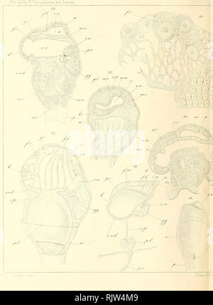 . Atti della Accademia Nazionale dei Lincei. . Si prega di notare che queste immagini vengono estratte dalla pagina sottoposta a scansione di immagini che possono essere state migliorate digitalmente per la leggibilità - Colorazione e aspetto di queste illustrazioni potrebbero non perfettamente assomigliano al lavoro originale. Accademia Nazionale dei Lincei. Roma Foto Stock