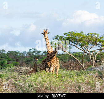 Una giraffa famiglia nel sud della savana africana Foto Stock