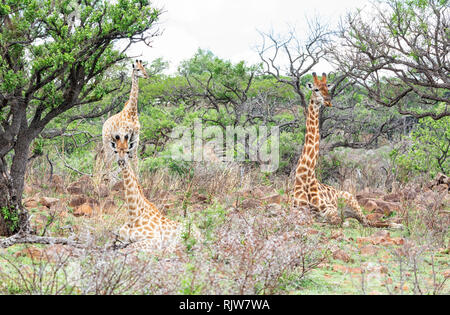 Una giraffa famiglia nel sud della savana africana Foto Stock