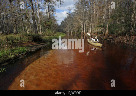 Fisheating Creek, Florida 01-13-2013 Active senior kayak sul tannino-acqua macchiata di Fisheating Creek su un tranquillo pomeriggio d'inverno. Foto Stock