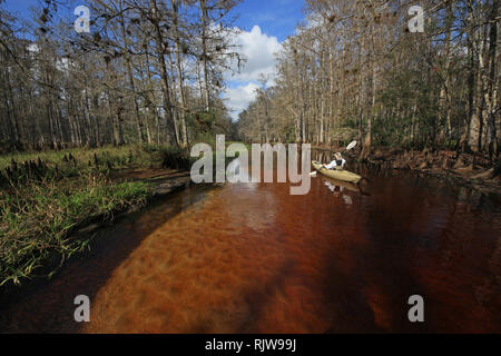 Fisheating Creek, Florida 01-13-2013 Active senior kayak sul tannino-acqua macchiata di Fisheating Creek su un tranquillo pomeriggio d'inverno. Foto Stock