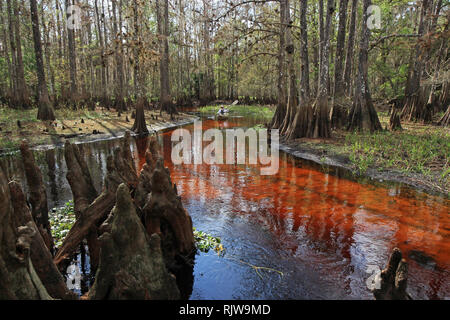 Fisheating Creek, Florida 01-13-2013 Active senior kayak sul tannino-acqua macchiata di Fisheating Creek su un tranquillo pomeriggio d'inverno. Foto Stock