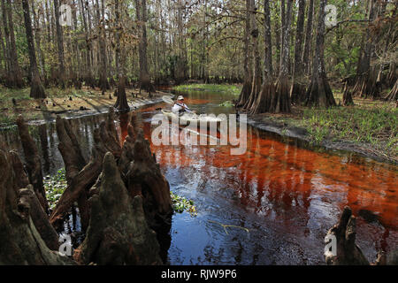 Fisheating Creek, Florida 01-13-2013 Active senior kayak sul tannino-acqua macchiata di Fisheating Creek su un tranquillo pomeriggio d'inverno. Foto Stock