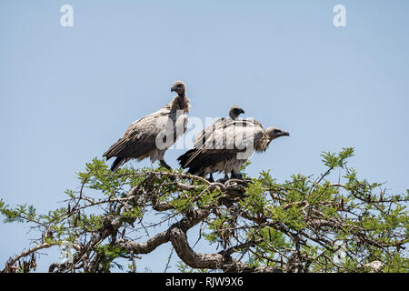 White-backed avvoltoi appollaiato in un albero nel sud della savana africana Foto Stock