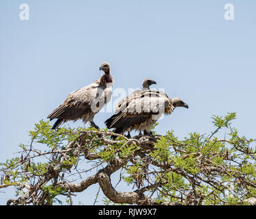 White-backed avvoltoi appollaiato in un albero nel sud della savana africana Foto Stock