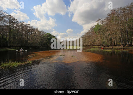 Fisheating Creek, Florida 01-13-2013 Active senior kayak sul tannino-acqua macchiata di Fisheating Creek su un tranquillo pomeriggio d'inverno. Foto Stock