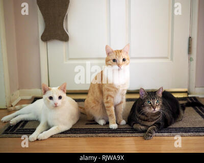 Mitzie il punto di fiamma siamesi, Mika la orange tabby, Mintie il tabby tutti in piedi presso la porta Foto Stock