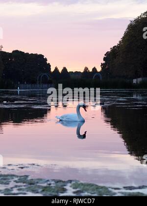 Swan nuoto su un lago con un bel tramonto in background che riflette sul lago. Foto Stock