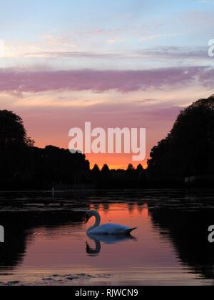 Swan nuoto su un lago con un bel tramonto in background che riflette sul lago. Foto Stock