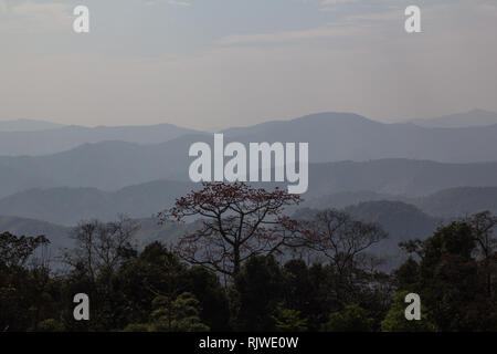 Bel rosso sbocciato tree emergente dalla giungla nelle colline della Repubblica popolare del Laos Foto Stock