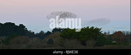 St Ives & Starling murmuration, Cornwall, 030117 Foto Stock