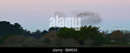 St Ives & Starling murmuration, Cornwall, 030117 Foto Stock