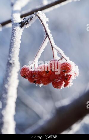 Icy rowan bacche di gelo Foto Stock