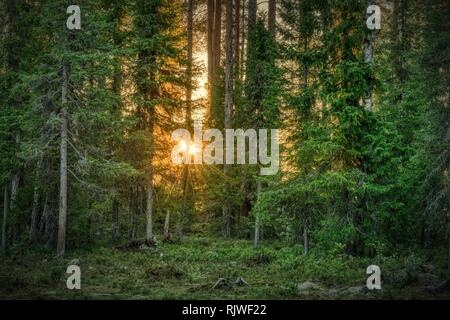 Sun stella che brilla attraverso gli alberi, la foresta di conifere, Suomussalmi, Kainuu, Finlandia Foto Stock