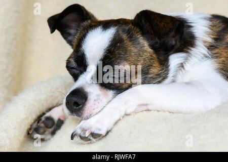 Piccolo Cane Chihuahua, dormendo, animale ritratto, Germania Foto Stock