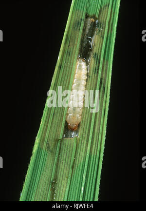 Paddy hispa (Dicladispa armigera) larva esposta nella miniera di foglia in riso, Thailandia Foto Stock