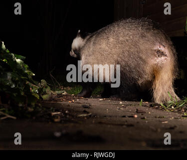 Badger (Meles fonde) visitare il giardino di notte, nel villaggio sub-urbano di Cheshire. Foto Stock