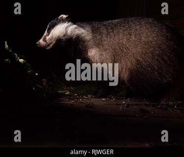 Badger (Meles fonde) visitare il giardino di notte, nel villaggio sub-urbano di Cheshire. Foto Stock