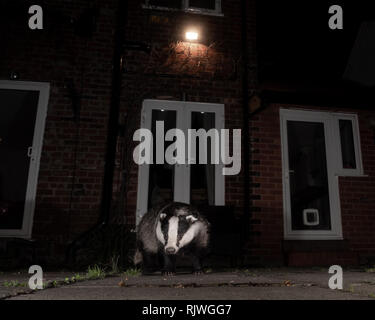 Badger (Meles fonde) visitare il giardino di notte, nel villaggio sub-urbano di Cheshire. Foto Stock