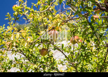 Melograno in Eus, Francia meridionale Foto Stock