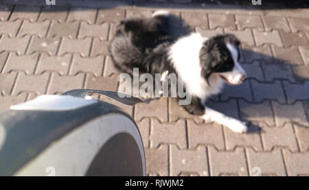 L'attesa cane al guinzaglio. Border Collie è sdraiato sul marciapiede. Foto Stock