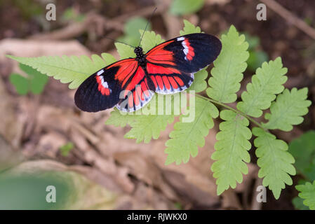 Un postino Butterfly (Heliconius melpomene :) su un impianto di felce in Ecuador Foto Stock