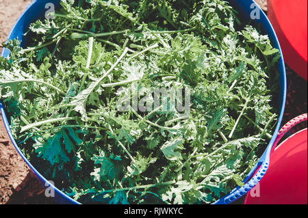 Un grande blu benna riempita con appena raccolto kale. Foto Stock