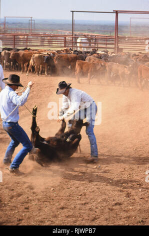 Cowboy americani: degli anni novanta cowboy nel west americano durante la primavera tempo di branding sul triangolo ranch vicino a Paducah Texas ca. 1998. Foto Stock