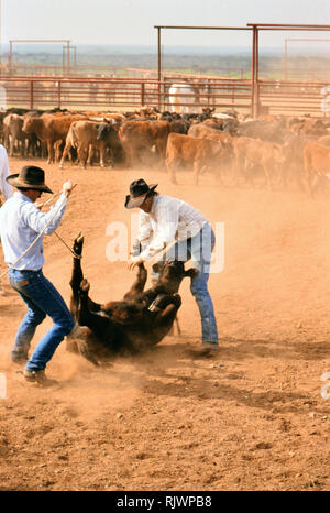 Cowboy americani: degli anni novanta cowboy nel west americano durante la primavera tempo di branding sul triangolo ranch vicino a Paducah Texas ca. 1998. Foto Stock