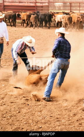 Cowboy americani: degli anni novanta cowboy nel west americano durante la primavera tempo di branding sul triangolo ranch vicino a Paducah Texas ca. 1998. Foto Stock