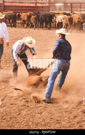 Cowboy americani: degli anni novanta cowboy nel west americano durante la primavera tempo di branding sul triangolo ranch vicino a Paducah Texas ca. 1998. Foto Stock