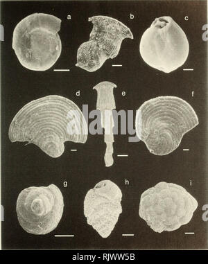 . Atollo bollettino ricerche. Le barriere coralline e le isole; biologia marina; scienze marine. La piastra 2. Si prega di notare che queste immagini vengono estratte dalla pagina sottoposta a scansione di immagini che possono essere state migliorate digitalmente per la leggibilità - Colorazione e aspetto di queste illustrazioni potrebbero non perfettamente assomigliano al lavoro originale. Smithsonian Institution. Premere; Consiglio Nazionale delle Ricerche (brevetto statunitense n. S. ). Il Pacific Science Board; Smithsonian Institution; il Museo Nazionale di Storia Naturale (brevetto statunitense n. S. ); Stati Uniti. Ufficio di presidenza dello sport della pesca e della fauna selvatica. Washington, D. C. : Smithsonian [Stampa] Foto Stock