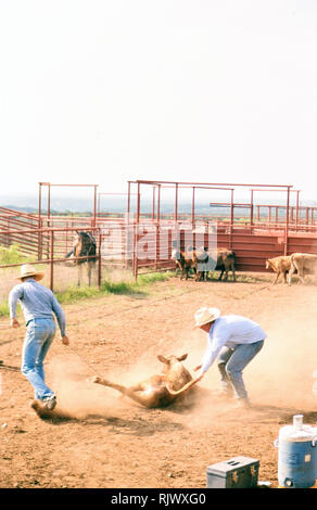 Cowboy americani: degli anni novanta cowboy nel west americano durante la primavera tempo di branding sul triangolo ranch vicino a Paducah Texas ca. 1998. Foto Stock