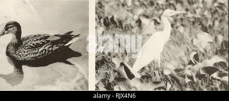 . Atollo bollettino ricerche. Le barriere coralline e le isole; biologia marina; scienze marine. 73 wtM. La figura 23. Femmina di Germano Reale in piscina per bambini sulla terna di figura 24. Airone guardabuoi tra le glorie del mattino, Isola, French Frigate Shoals. Novembre 10, 1980. Isola di Tern, French Frigate Shoals. acuta), regolare nel nord-ovest delle isole hawaiane e di gran lunga il più comune anatra migrante vi. Abbiamo invece ottenuto il 22 novembre un bel maschio adulto Bufflehead (Bucephala clangula, USNM 599951), una femmina e maschio di Moretta {Aythya fuligula, USNM 599952, 599953), forse la seconda più frequente di anatra migrante a metà Foto Stock