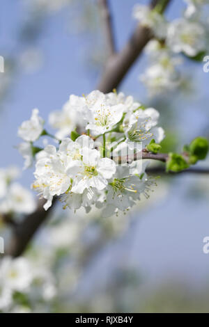 Prunus domestica. Prugna 'Marjorie's Seedling " fiore in primavera. Foto Stock