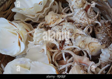 Animali marini / vongole shell diverse . Foto Stock