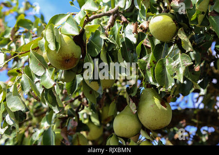 Pere maturano sulla struttura ad albero Foto Stock