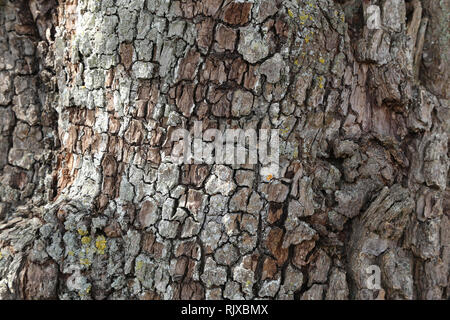 Corteccia di pera Foto Stock