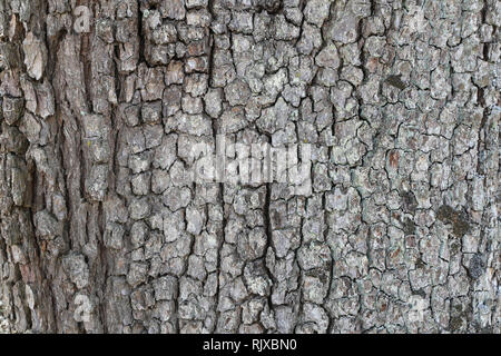 Corteccia di pera Foto Stock