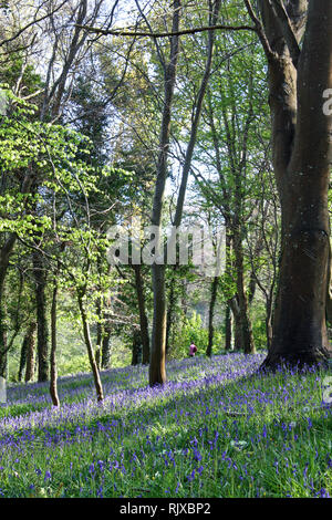 Passeggiate attraverso boschi bluebell a Mount Edgcumbe Park South East Cornwall Foto Stock