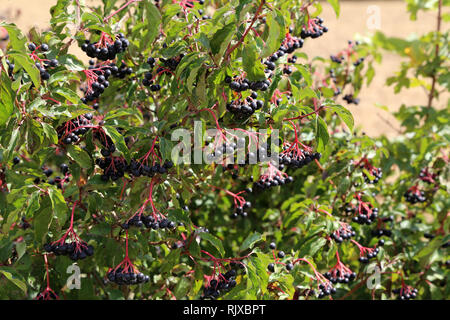 Bacche nere su rami di cespugli nella foresta Foto Stock