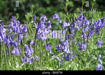 Bluebell boschi a Mount Edgcumbe Park South East Cornwall Foto Stock