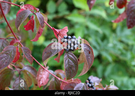 Bacche di colore Nero / Nero bacche sui rami Foto Stock